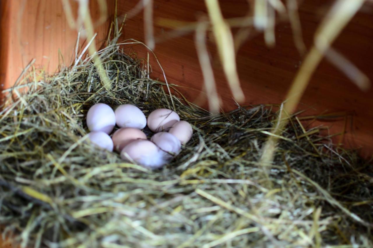 Zakatek Szczescia Eko Agroturystyka Kiwity Extérieur photo