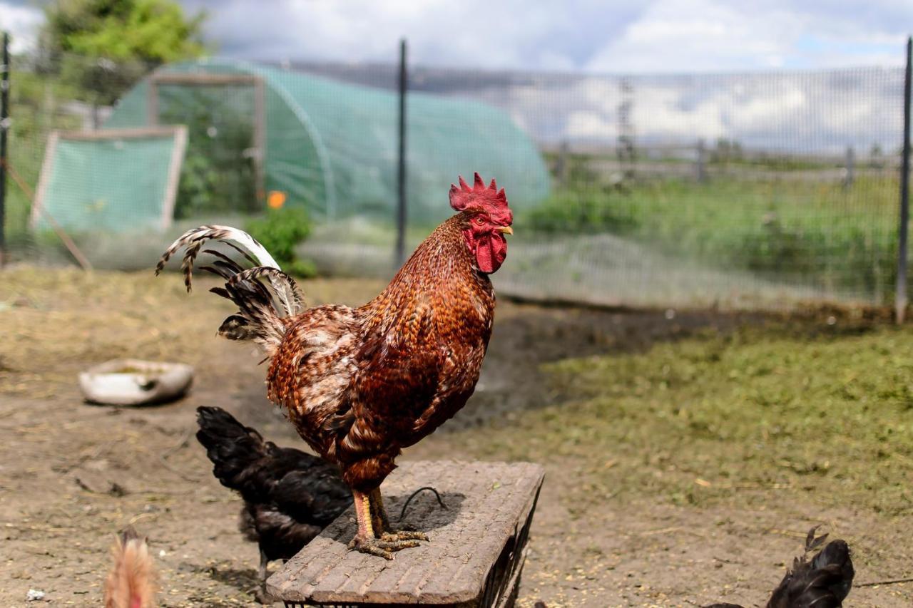 Zakatek Szczescia Eko Agroturystyka Kiwity Extérieur photo